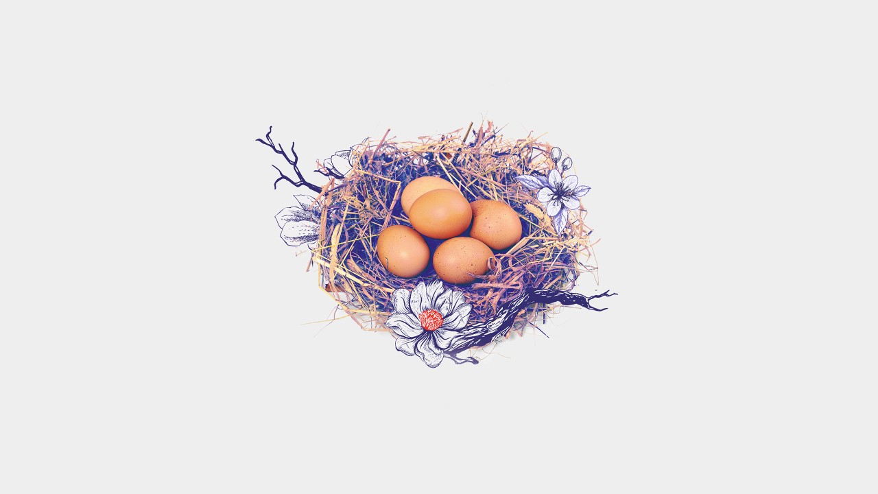 Eggs in a bird nest