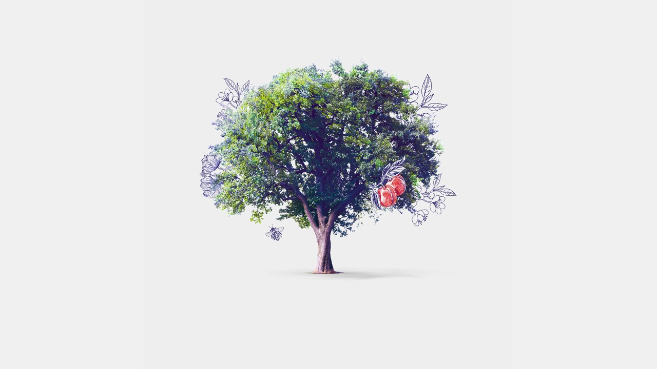 Tree with apples; image used for HSBC Vietnam Premier Family Banking page